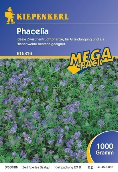 Gründünger-Saaten Phacelia, 1 kg Phacelia tanacetifolia