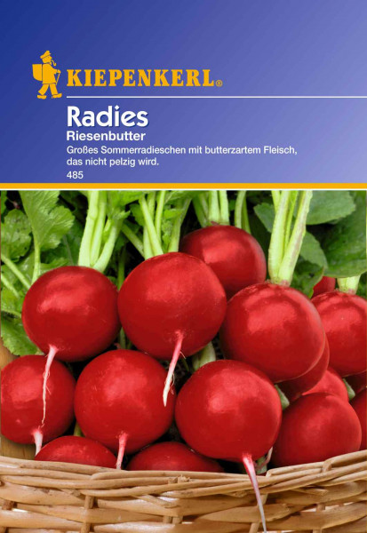 Saatgut Radieschen/ Radies Riesenbutter