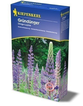 Gründünger-Saaten Dünge-Lupine, 2 kg Lupinus angustifolius