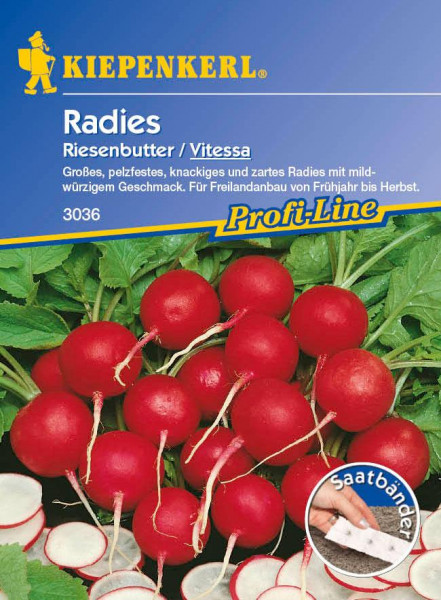 Gemüse Riesenbutter / Vitessa, Saatband Raphanus sativus var. sativus