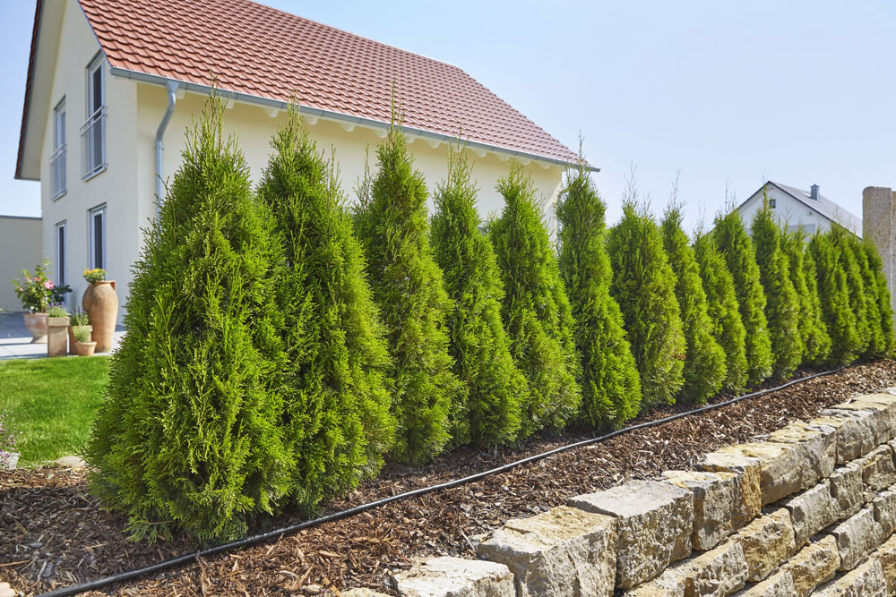 Wurzelbewässerung Baum